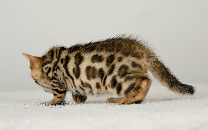 Bengal kitten for sale